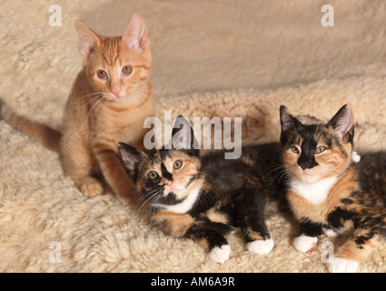 Trois vieux de dix semaines, l'un des chatons et deux écailles de Gingembre Banque D'Images