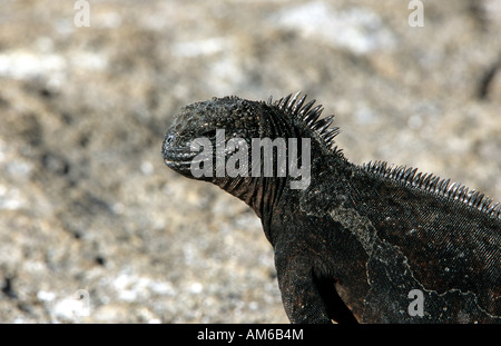 Iguane marin, Amblyrhychus cristatus, Galapagos Banque D'Images