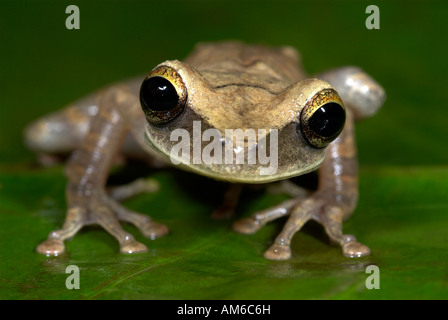 Osteocephalus taurinus Grenouille rire commun du nord du Pérou Iquitos Banque D'Images