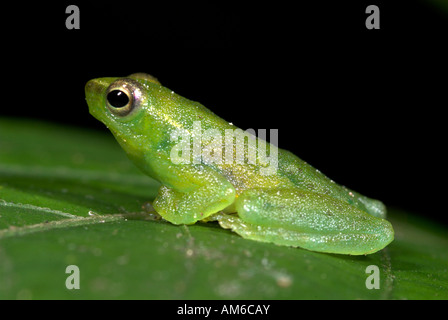 Grenouille Hyla punctata verre Iquitos Pérou du Nord Banque D'Images