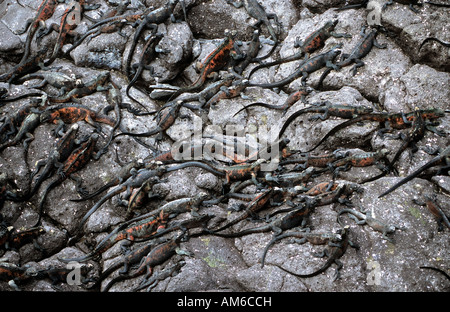 Iguane marin, Amblyrhychus cristatus, Galapagos Banque D'Images