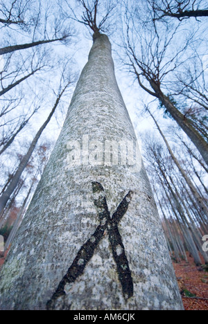 Forestier mentions apposées sur un hêtre à feuilles caduques Banque D'Images