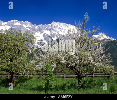 Pommiers en fleurs, Mieminger Kette, Tyrol, Autriche Banque D'Images