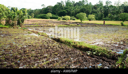 Vue de l'espace rural Sri Lanka avec rizières en premier plan en cours d'élaboration par les agriculteurs alors que les bovins broutent à l'arrière Banque D'Images