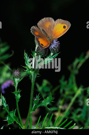 Un Gatekeeper papillon.(Pyronia tithonus).photographié dans un jardin dans le Staffordshire en Angleterre. Banque D'Images