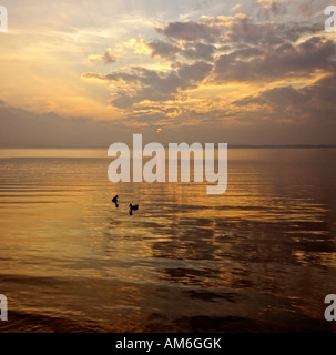 Canards sur le lac de Chiemsee, coucher de soleil, Bade-Wurtemberg, Bavière, Allemagne Banque D'Images