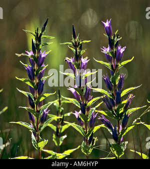 Gentiane des marais (Gentiana pneumonanthe) Banque D'Images
