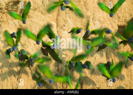 Pionus menstruus Blue tête s'envoler de l'argile sel cliquez sur Manu Pérou Banque D'Images
