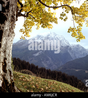 Le mont Watzmann, Alpes de Berchtesgaden, érable (Acer), Haute-Bavière, Allemagne Banque D'Images