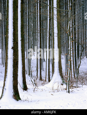 Firs (Picea abies), couvertes de neige Banque D'Images