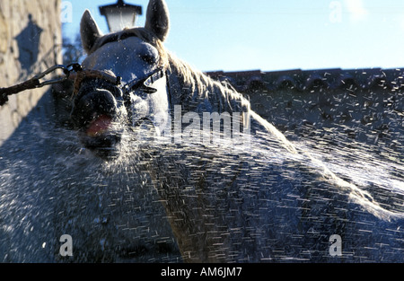 Tarifa un Chartreux pure race stud font avoir Banque D'Images