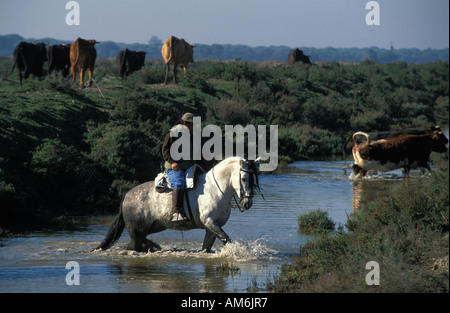 Un cowboy Bonanza patauge à travers un fossé tandis que ses vaches d'élevage Banque D'Images