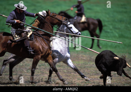 Medina Sidonia cowboys démontrent leurs compétences au cours de la circonscription de championnat andalou Acoso y Deribo Banque D'Images