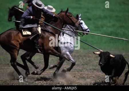 Medina Sidonia cowboys démontrent leurs compétences au cours de la circonscription de championnat andalou Acoso y Deribo Banque D'Images