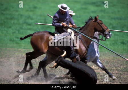 Medina Sidonia cowboys démontrent leurs compétences au cours de la circonscription de championnat andalou Acoso y Deribo Banque D'Images