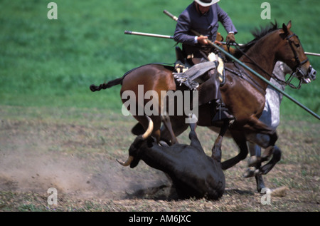 Medina Sidonia cowboys démontrent leurs compétences au cours de la circonscription de championnat andalou Acoso y Deribo Banque D'Images