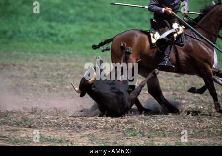 Medina Sidonia cowboys démontrent leurs compétences au cours de la circonscription de championnat andalou Acoso y Deribo Banque D'Images