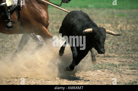 Medina Sidonia cowboys démontrent leurs compétences au cours de la circonscription de championnat andalou Acoso y Deribo Banque D'Images