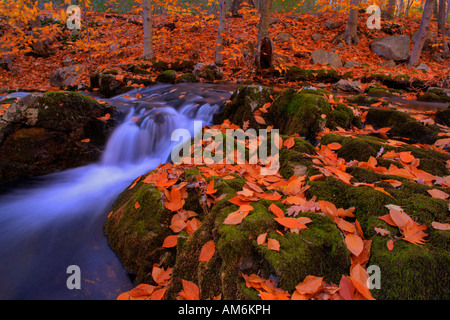 Automne en parc d'État Harriman Banque D'Images