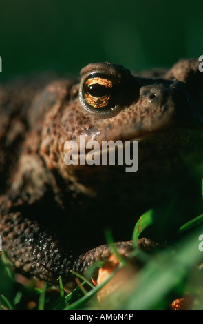 Crapaud commun Bufo bufo Nouvelle Forêt Hampshire UK Banque D'Images