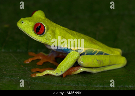 Red eyed Tree Frog agalychnis callidryas Costa Rica Banque D'Images