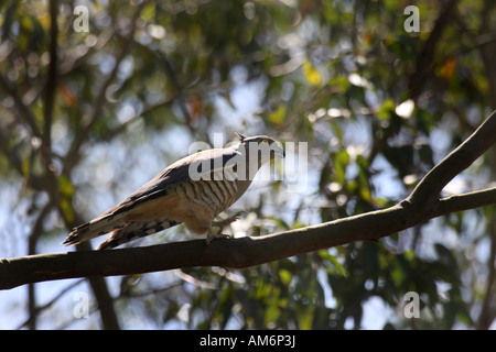 Cormoran à hawk (aviceda subcristata pacifique baza), adulte seul perché dans l'arbre Banque D'Images