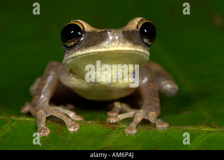 Osteocephalus taurinus Grenouille rire commun du nord du Pérou Iquitos Banque D'Images