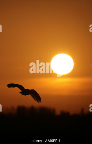 Effraie des clochers Tyto alba au coucher du soleil Banque D'Images