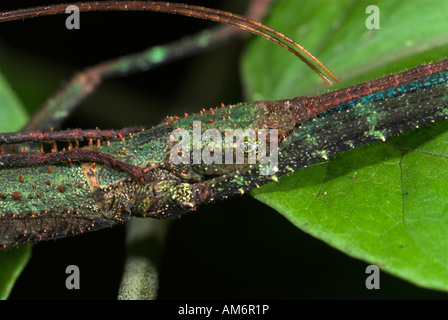 Phasme Phasmatidae sp. Manu au Pérou Banque D'Images