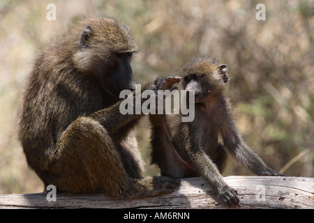 Papio hamadryas Baboon - inspection des adultes jeunes orteils Banque D'Images