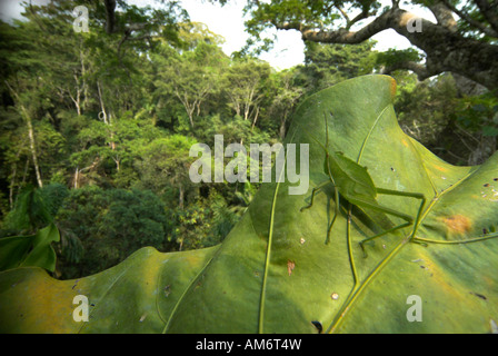 Sauterelle verte Acrididae sp sur de grandes feuilles au coeur de la forêt tropicale de 40 mètres de haut Manu Wildlife Center Pérou Banque D'Images