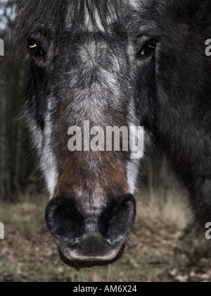 Portrait d'un poney Banque D'Images