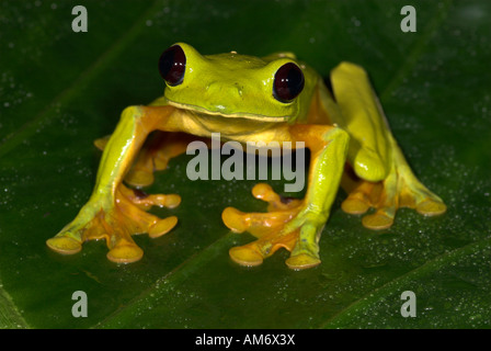 Agalychnis spurrelli Rainette vol Costa Rica Banque D'Images