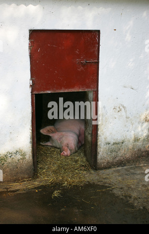 Un cochon rose géant dort dans l'embrasure d'un cochon sty porcherie sur une exploitation agricole England UK GO Peste porcine classique Banque D'Images