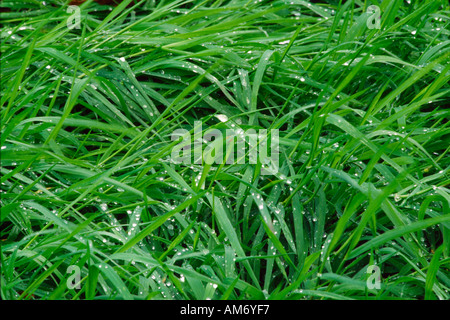 Les gouttes de pluie sur l'herbe dans le champ situé dans le comté de Kilkenny en Irlande Banque D'Images