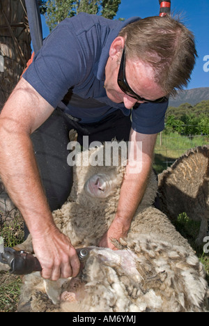 Une cisaille mobile tondant des moutons de compagnie dans un jardin à Hobart, Tasmanie Banque D'Images