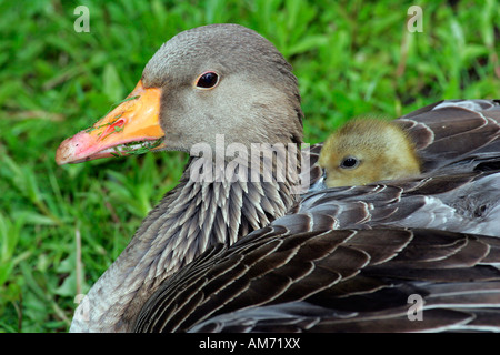 Oie cendrée réchauffement climatique un poussin à l'arrière - Gray Goose lag avec gosling (Anser anser) Banque D'Images