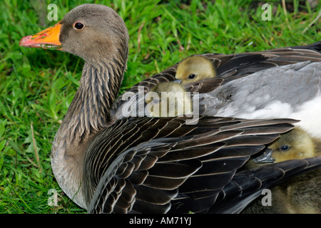 Oie cendrée poussins réchauffement sur le dos - Gray Goose lag et oisons (Anser anser) Banque D'Images