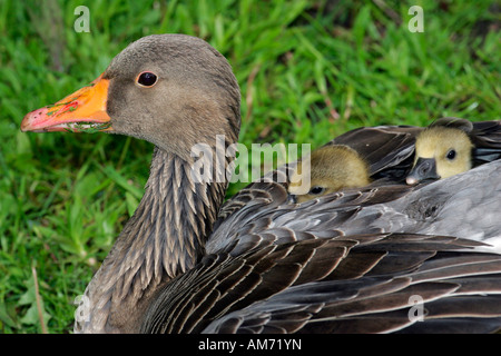 Oie cendrée poussins réchauffement sur le dos - Gray Goose lag et oisons (Anser anser) Banque D'Images