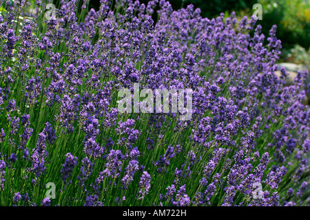 La floraison lavande Munstead cultivar anglais (Lavandula angustifolia Munstead) Banque D'Images