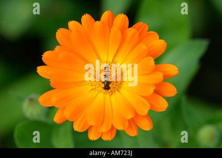 Marigold - fleur avec hover fly - Plantes médicinales (Calendula officinalis) (Syrphus spec.) Banque D'Images