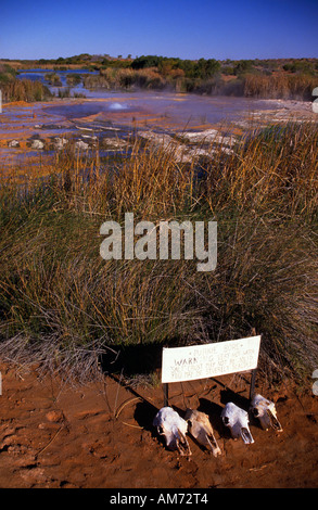 Sources artésiennes, outback Australie Banque D'Images