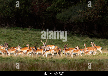 Cerfs en jachère - mâle avec les femelles pendant le rut - stag avec hinds - (Cervus dama) (Dama dama) Banque D'Images