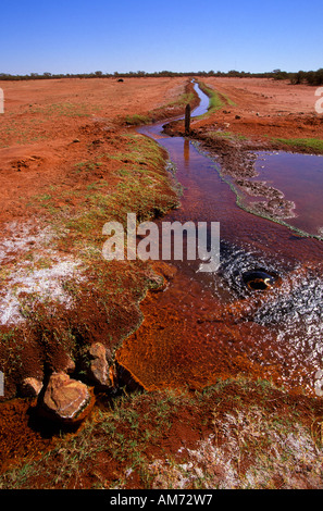 Sources artésiennes, outback Australie Banque D'Images