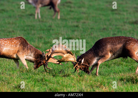 La lutte contre les cerfs en jachère pendant le rut, les mâles (Cervus dama) (Dama dama) Banque D'Images