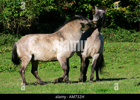 Chevaux Konik - koniks - comportement social (Equus caballus przewalskii f.) Banque D'Images