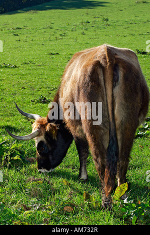 - Bovins Heck heck cattles - pacage vache (Bos primigenius f. taurus) Banque D'Images