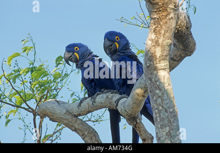 (Anodorhynchus hyacinthinus Hyacinth Macaws) Pantanal, Brésil, Amérique du Sud Banque D'Images