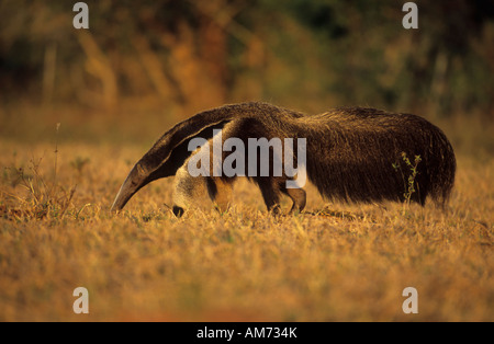 Fourmilier géant (Myrmecophaga tridactyla), Pantanal, Brésil, Amérique du Sud Banque D'Images