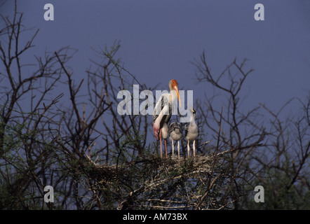 Stork (Mycteria leucocephala peint) avec l'envol sur son nid, de Keoladeo Ghana, , Baratpur, Inde Banque D'Images